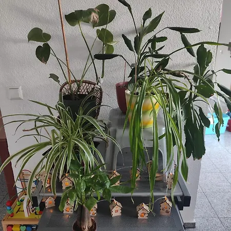 בית אירוח Yulias Hause *